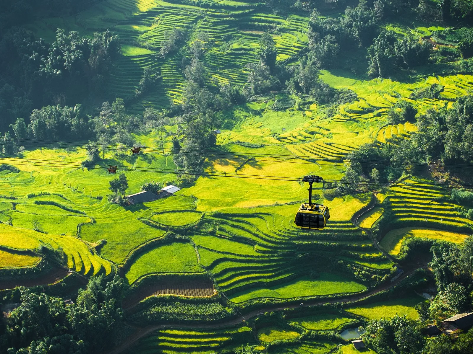 Cáp treo lướt qua những thửa ruộng bậc thang xanh vàng tại Fansipan, Sapa.
